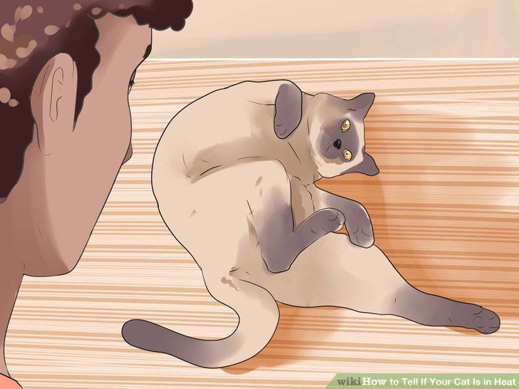 Tell if Your Cat Is in Heat Step 6 Version 2.jpg