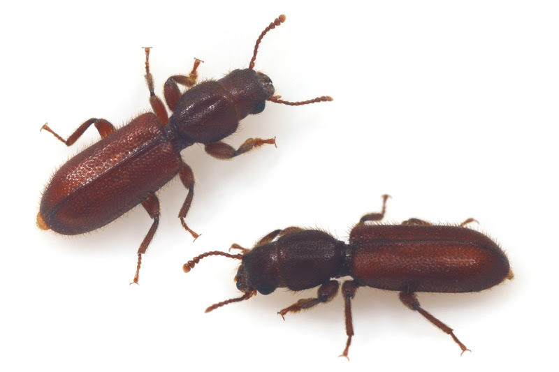 愛と憎しみのカッコウムシの仲間 Cleroidea Sp たきぽろりん