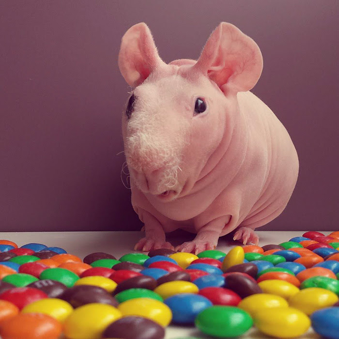 Ludwik Guinea Pig
