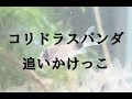 コンプリート！ コリドラス グッピー 食べる 505376
