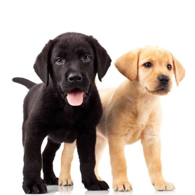The Dog Trainer : Housetraining Your Puppy or Dog :: Quick and Dirty ...