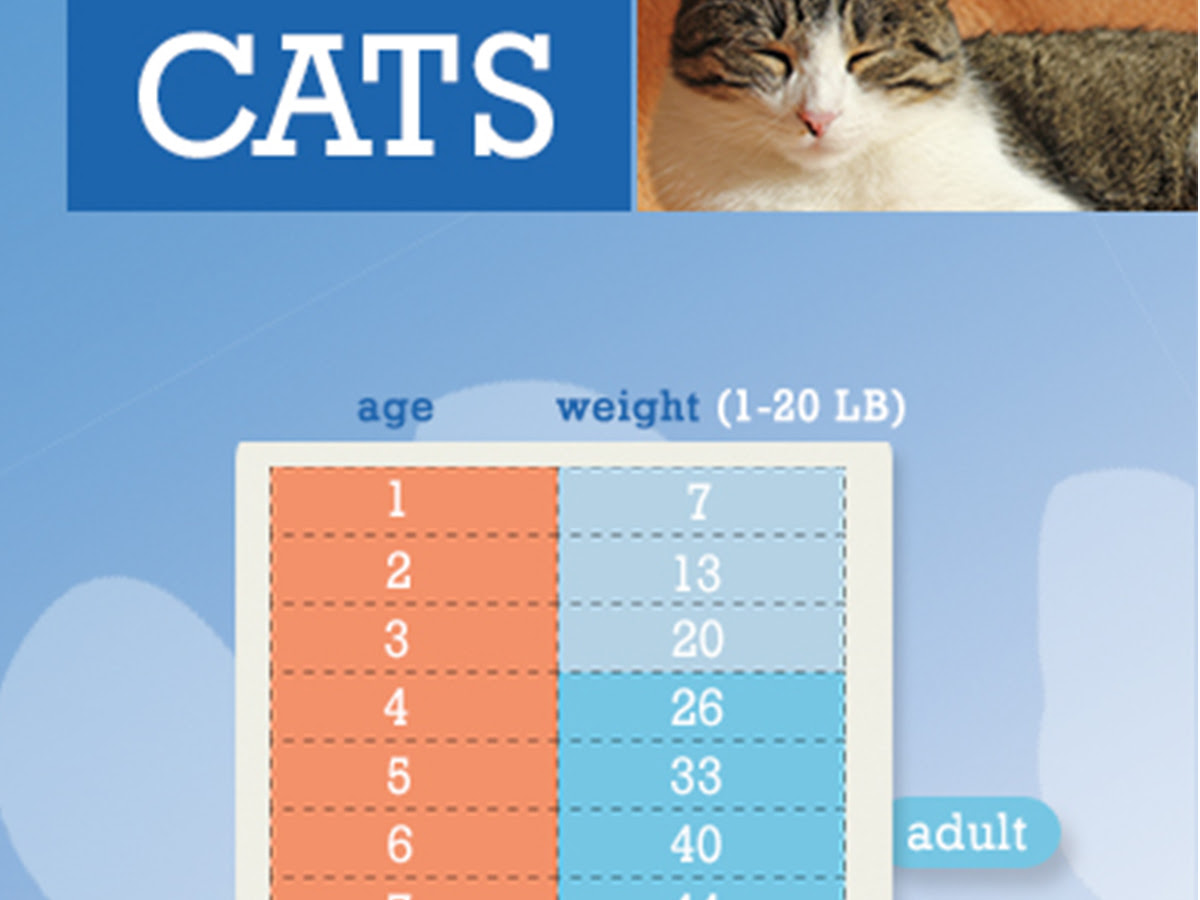 26 Top Images Cat Weeks To Human Years - How old is your cat in people years?