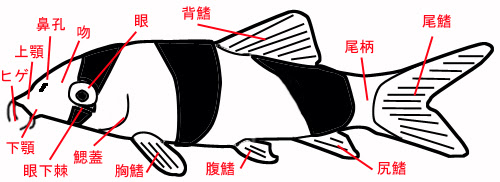 クラウンローチって ということでclown Loachについてです オレンジ色の体色に黒い縞が美しい熱帯魚 この姿と 横に寝たり 縦 に寝たりする特異な習性と 胸鰭をばたばたと動かしてホバリングするかわいらしい泳ぎ方に魅せられてしまいまし