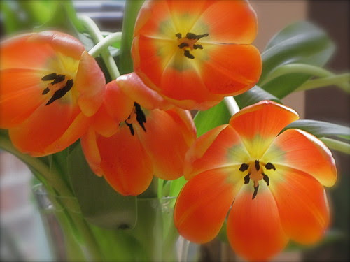 Orange Tulips