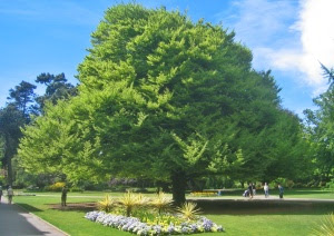 beech tree