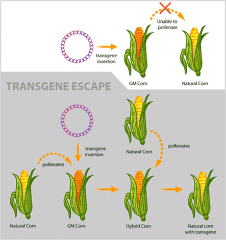 Genetic Engineering Notes Biology Mrs Mccomas