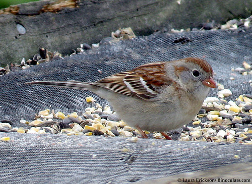 Field Sparrow