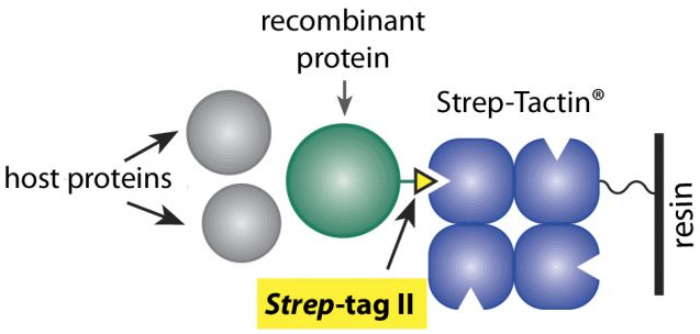 strep-2