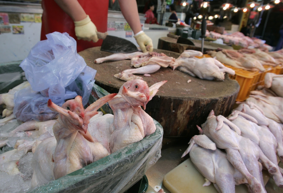 Avian Flu Epidemic: South Korea Expands Poultry Cull ...