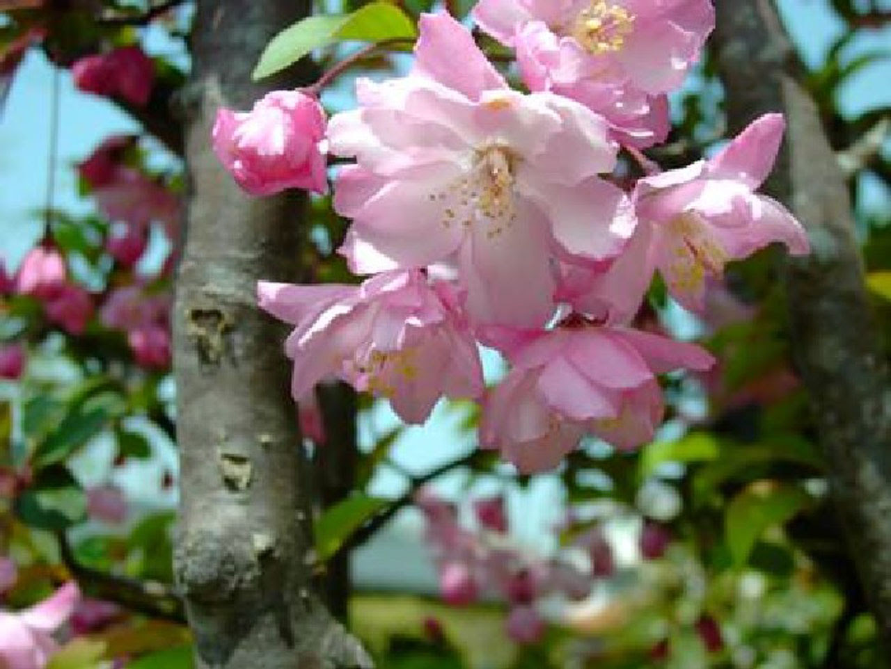 岡山 月々の花 3月 カ行