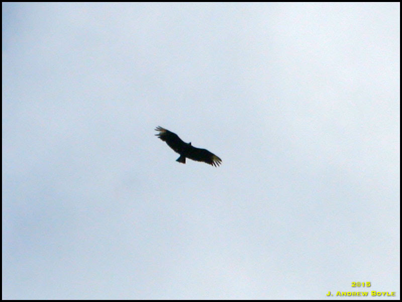 Black Vulture
