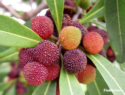 赤くてちっちゃくていかにも食べられそうな実 いきもの は おもしろい