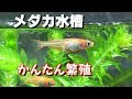 上 メダカ エビ 混泳 802226-メダカ エビ 混泳