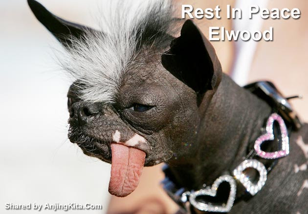 Karen Quigley , mengatakan anjing blasteran Chinese Crested dan Chihuahua ini mati mendadak pada hari Thanks Giving. Belakangan ini memang Elwood memiliki beberapa masalah kesehatan tetapi dia masih terlihat sehat. 