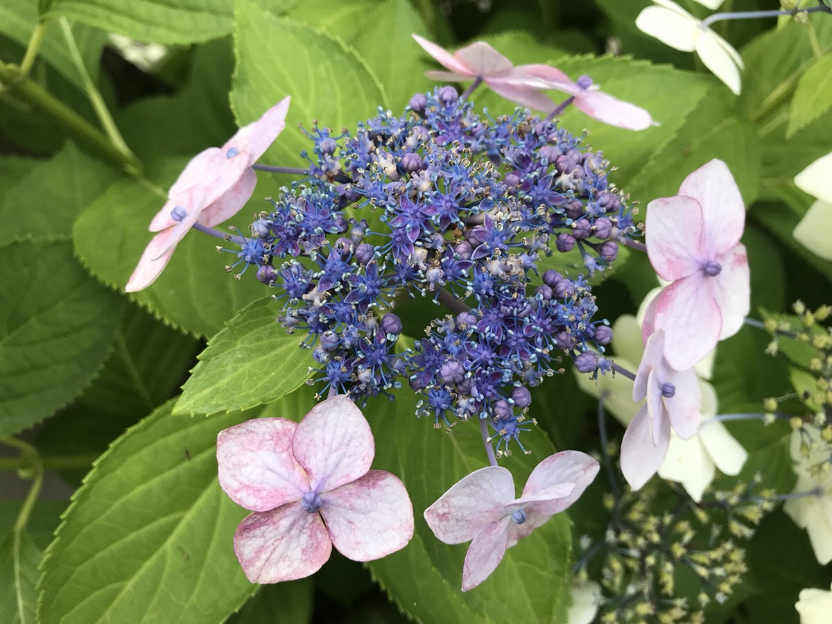アジサイの剪定時期と方法に気を使ったら やっぱり花付きが良かった話 Hanana Tree