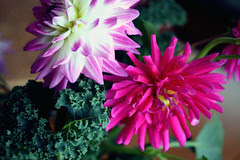 dahlias and kale 061