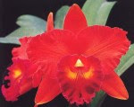 Cattleya Merah