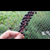 Are Poke Berries Poisonous - Poke comes from the indian word pokan which is any plant that produces a dye, usually red or yellow.