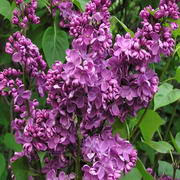 Lilacs