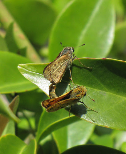 skipper