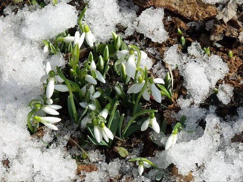 Primăvară, unde eşti? by martamaghiar