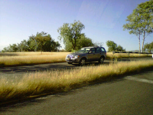 Campos dorados de O-tonio