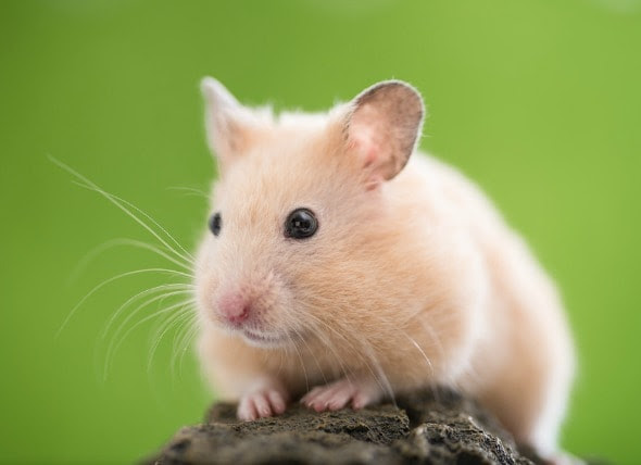 cancers tumors hamsters