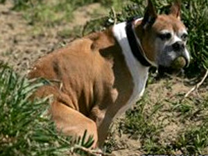 Cocô de cachorro provoca tiroteio nos EUA (Foto: Getty Images)