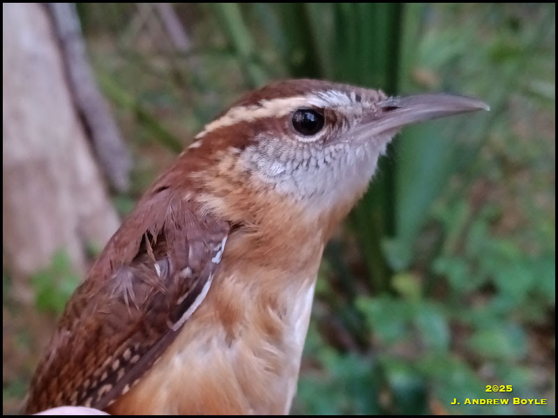Carolina Wren