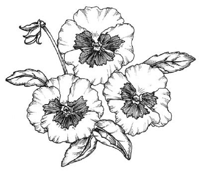 shading  detail   draw  pansy howstuffworks