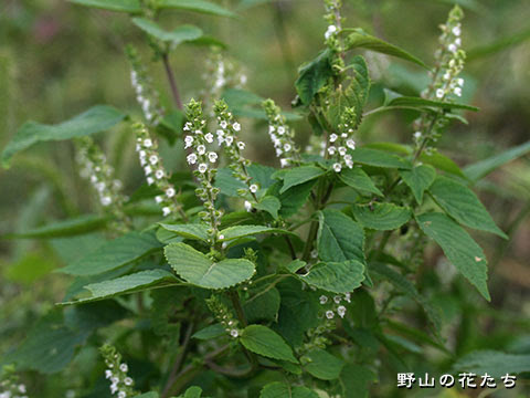 エゴマ 野山の花たち 東北と関東甲信越の花