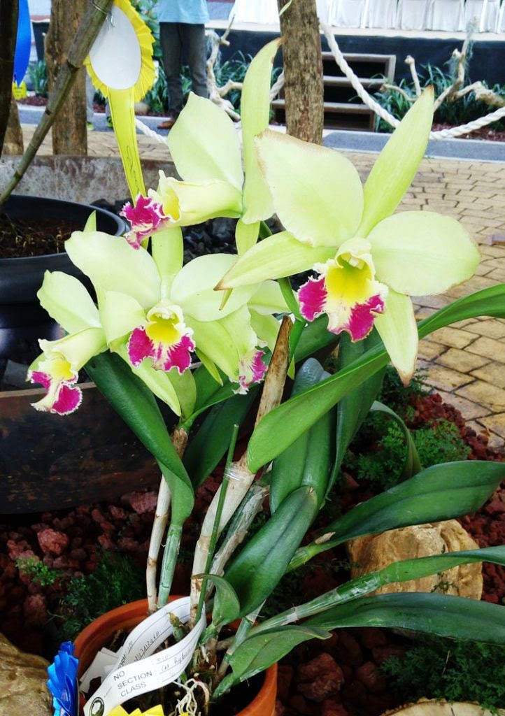 ANGGREK CATTLEYA PDF ANGGREK CATTLEYA PDF