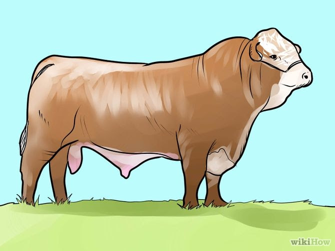 Identify Simmental Cattle Step 2.jpg