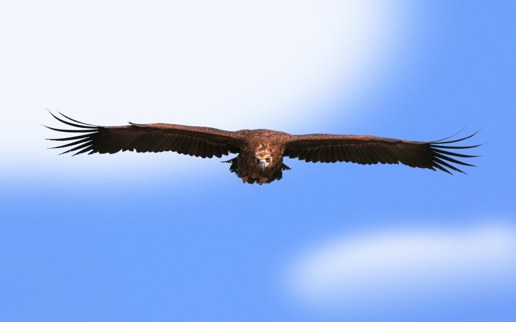 Sky Bird Eagle wallpaper 1680x1050 14206