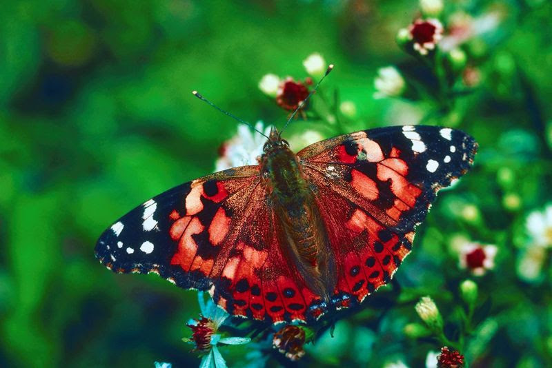 butterflies butterfly attracting garden yard pollination landscape