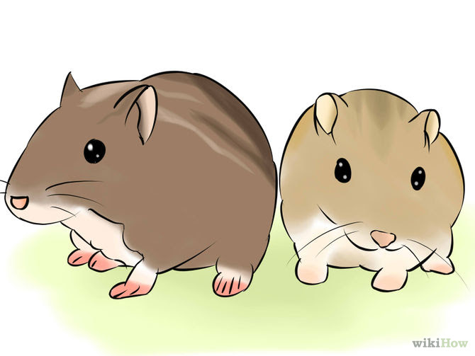 Tame Your Gerbils Step 1.jpg
