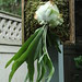 Staghorn fern, 190 Washington Avenue