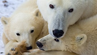 (File photo) A mother polar bear and two cubss