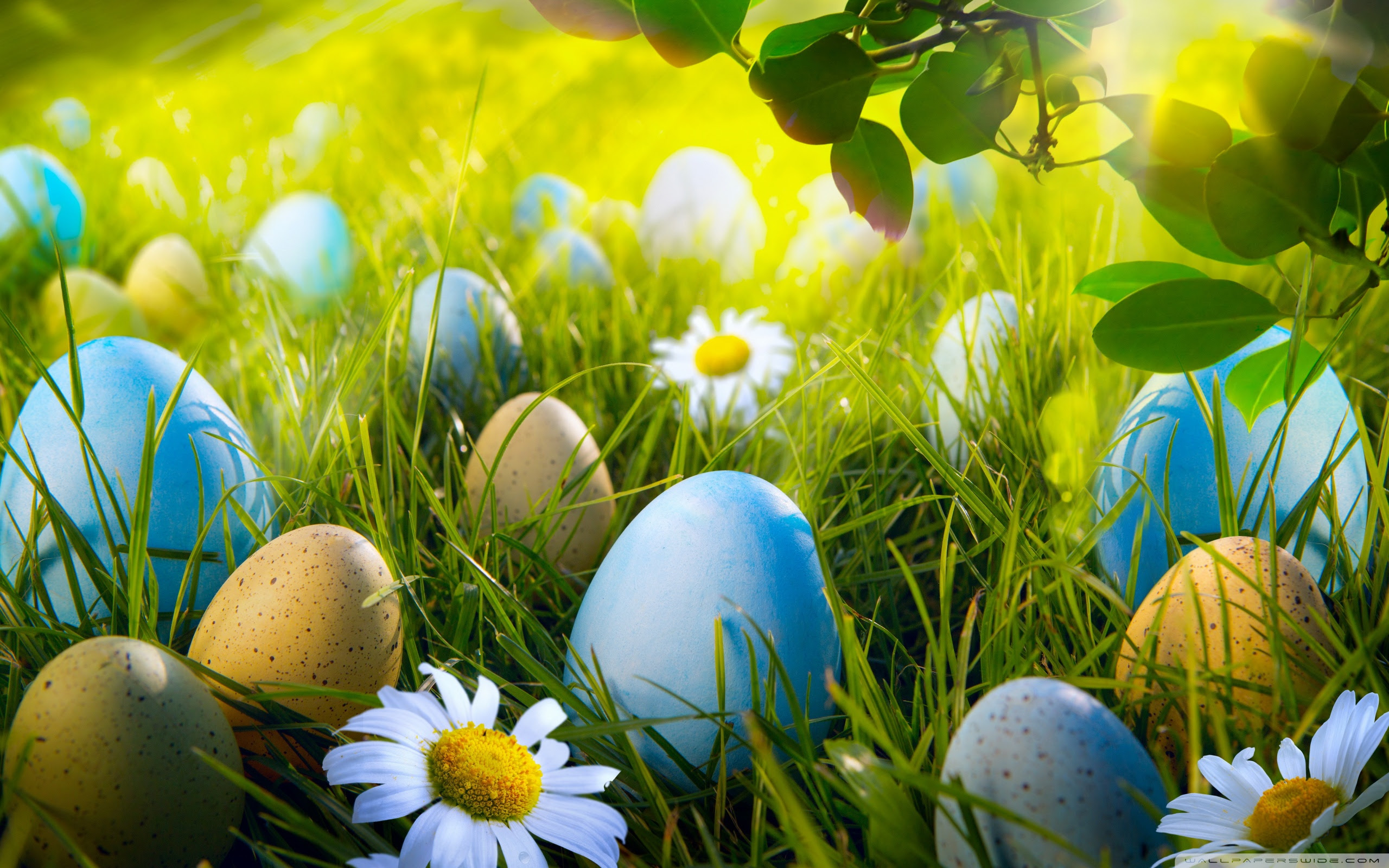 Easter Egg Hunt 4K HD Desktop Wallpaper For 4K Ultra HD TV