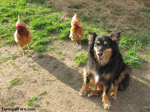 Cluck cute (3) - Stock dogs, they aren't just for sheep anymore - FarmgirlFare.com