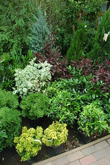Shrubberies, Chelsea Garden Center