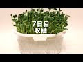 [10000ダウンロード済み√] ブロッコリー スプラウト 育て 方 カビ 192057