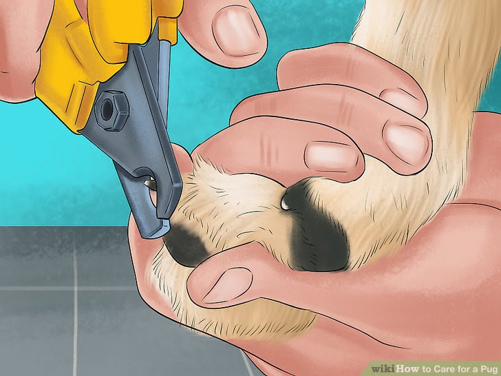 Care for a Pug Step 12.jpg