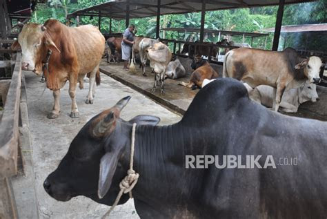 surabaya keluarkan edaran tata laksana ibadah idul adha republika