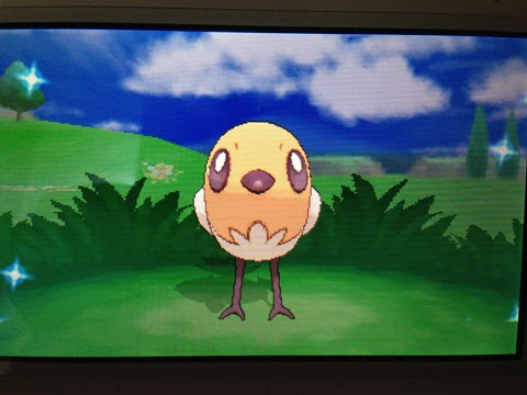 色違いいつ出るんだよ 色ヤヤコマ