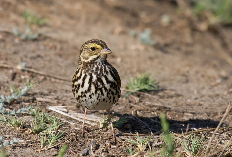 Belding's Savannah Sparrow
