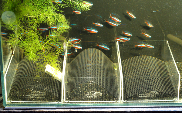 カージナルテトラの繁殖 株式会社スドー