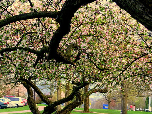 Spring Trees