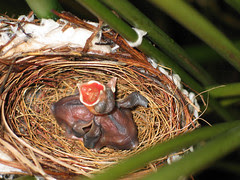 bulbul chicks