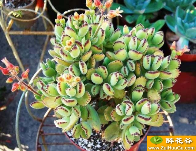 熊童子怎么养熊童子花语 醉花谷